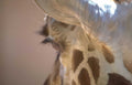 giraffe head eye Vintage A4 Photo Print