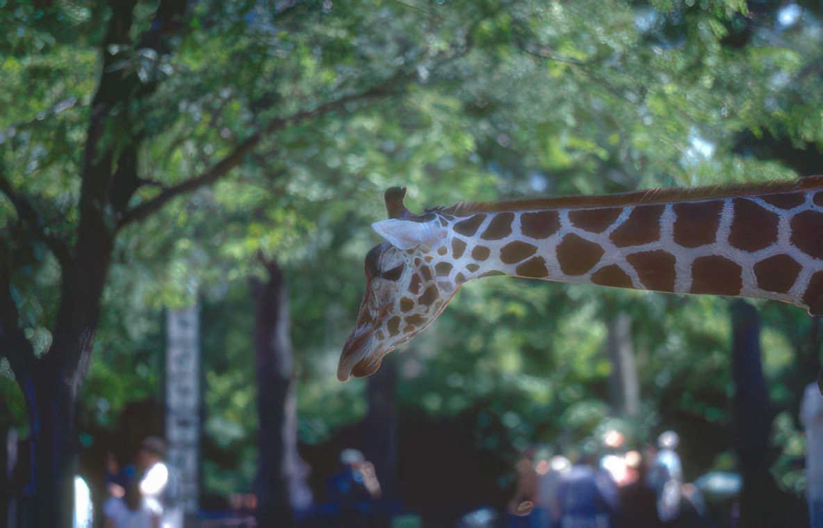 giraffe head neck 1 Vintage A4 Photo Print