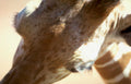giraffe head neck 2 Vintage A4 Photo Print