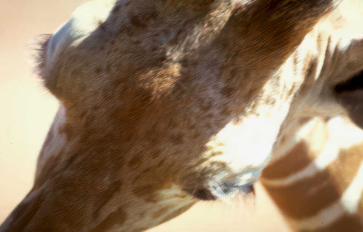 giraffe head neck 2 Vintage A4 Photo Print