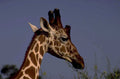 giraffe head ossicones 1980s 1990s A4 Photo Print
