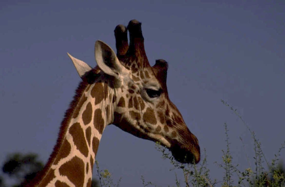 giraffe head ossicones 1980s 1990s A4 Photo Print