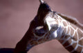 giraffe head portrait 1 Vintage A4 Photo Print