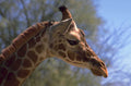 giraffe head savanna 1980s 1990s A4 Photo Print