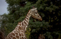 giraffe head savanna Vintage A4 Photo Print