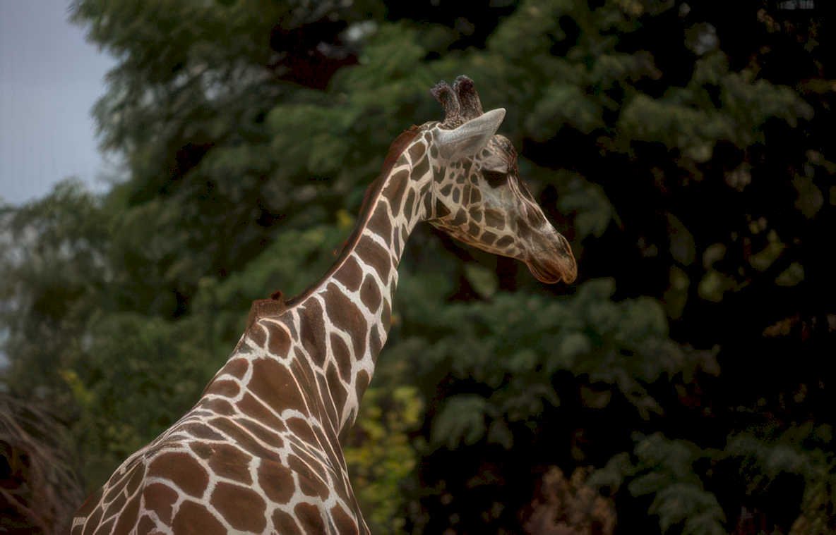 giraffe head savanna Vintage A4 Photo Print
