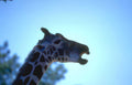 giraffe head sky 1 Vintage A4 Photo Print