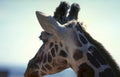giraffe head sky 2 Vintage A4 Photo Print