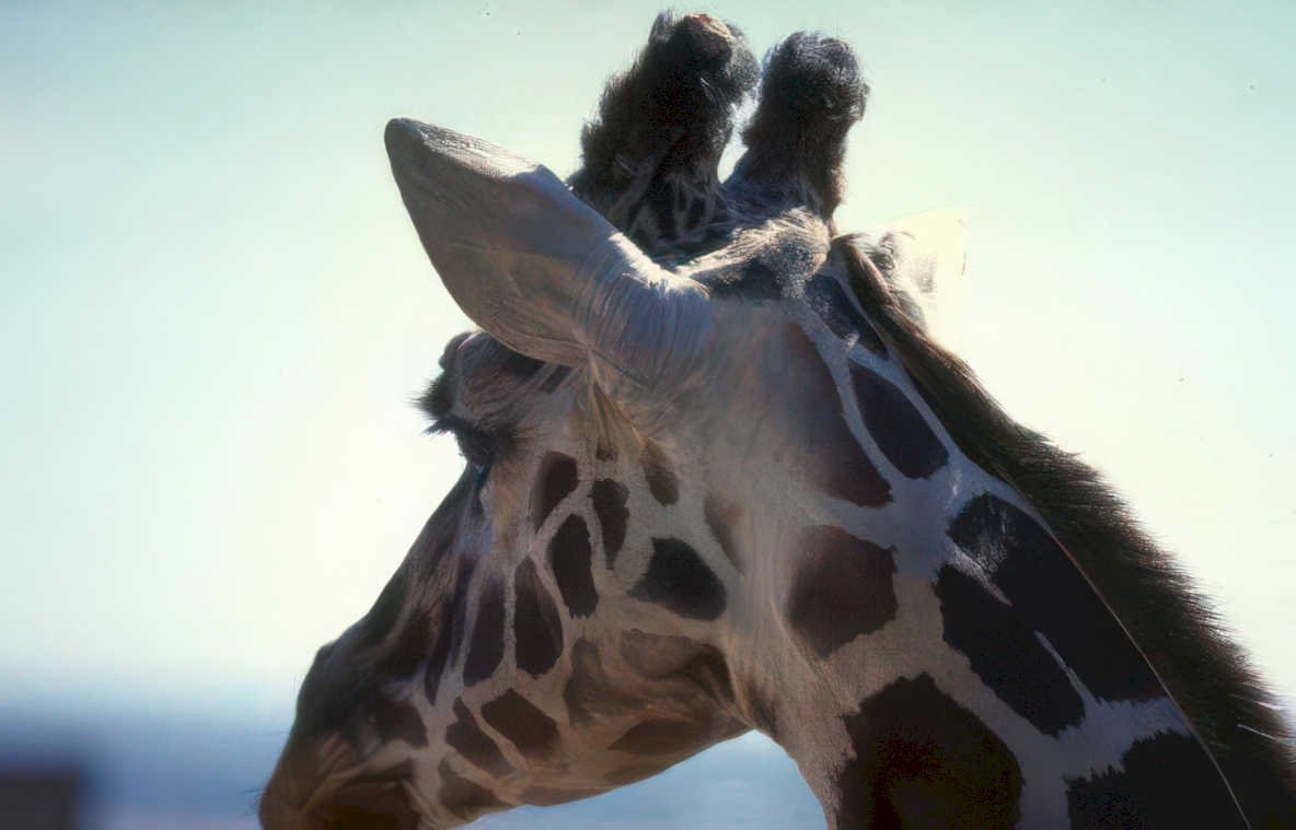 giraffe head sky 2 Vintage A4 Photo Print