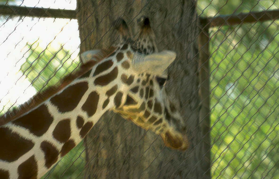 giraffe head tree Vintage A4 Photo Print