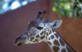 giraffe headshot redwall Vintage A4 Photo Print