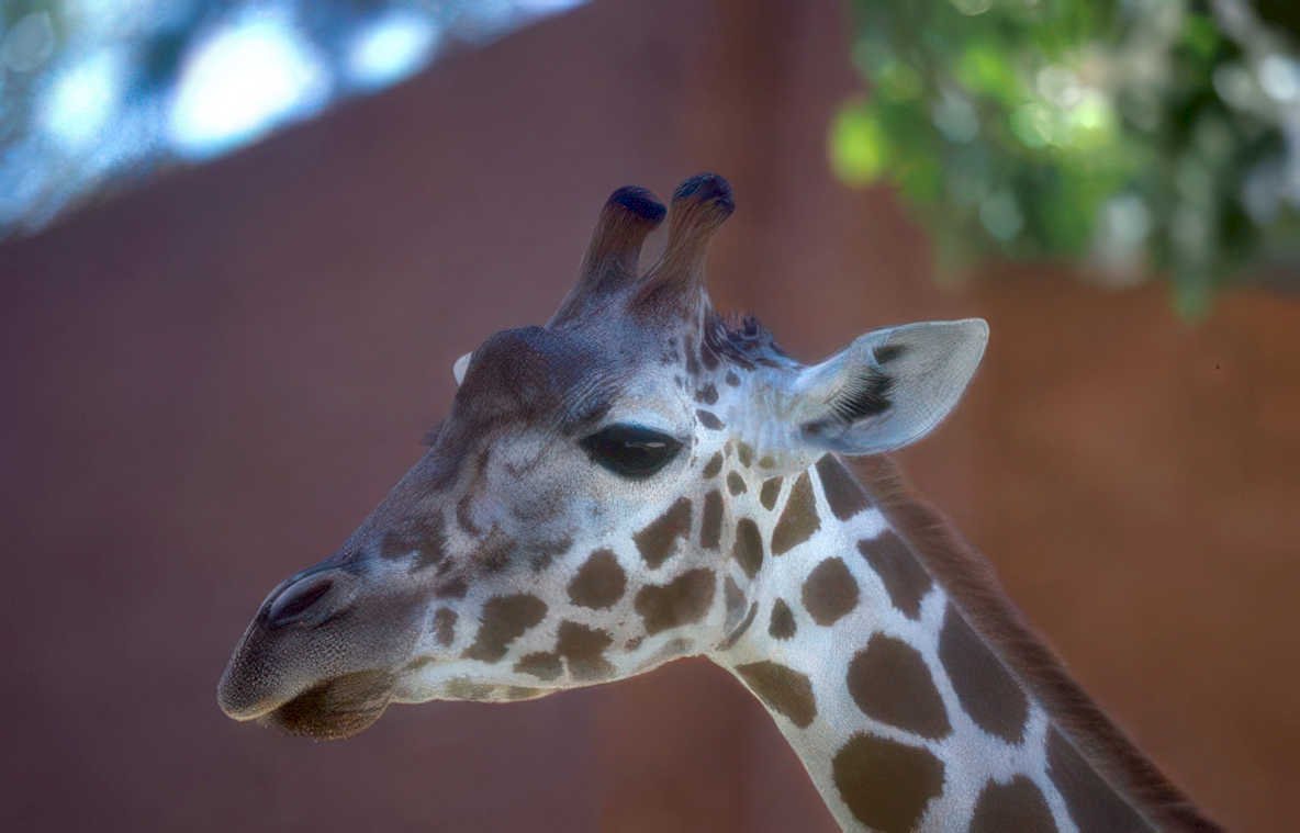giraffe headshot redwall Vintage A4 Photo Print