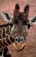 giraffe headshot savanna Vintage A4 Photo Print
