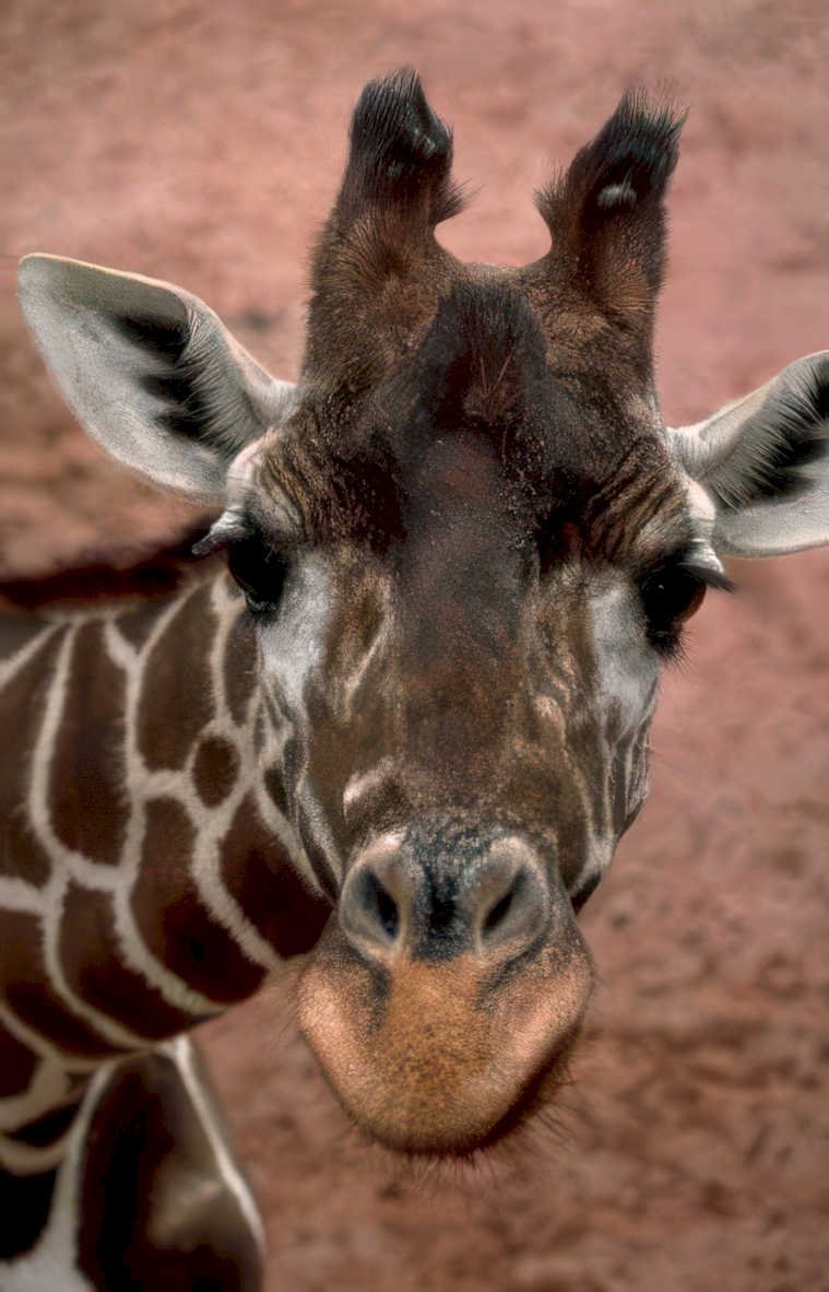 giraffe headshot savanna Vintage A4 Photo Print
