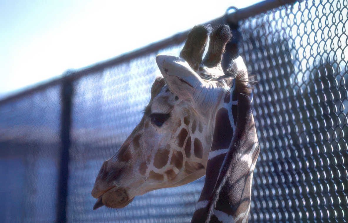 giraffe neck fence 1 Vintage A4 Photo Print