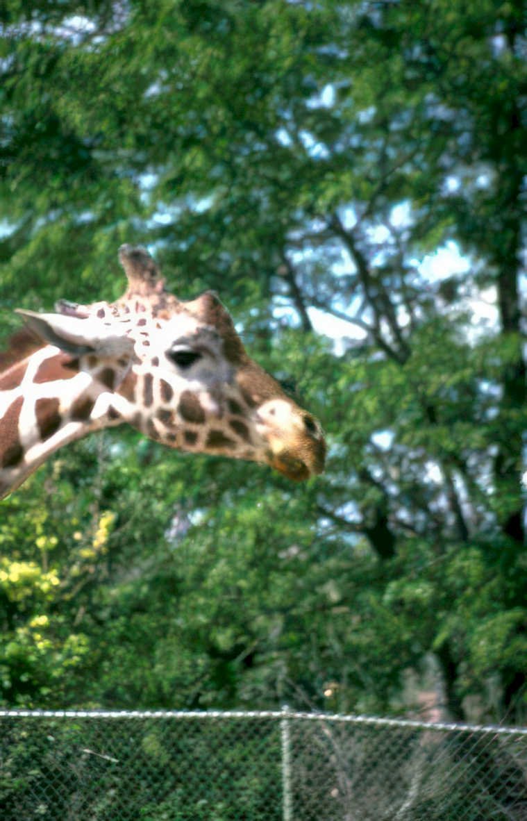 giraffe neck fence 2 Vintage A4 Photo Print