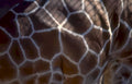 giraffe neck pattern 2 Vintage A4 Photo Print