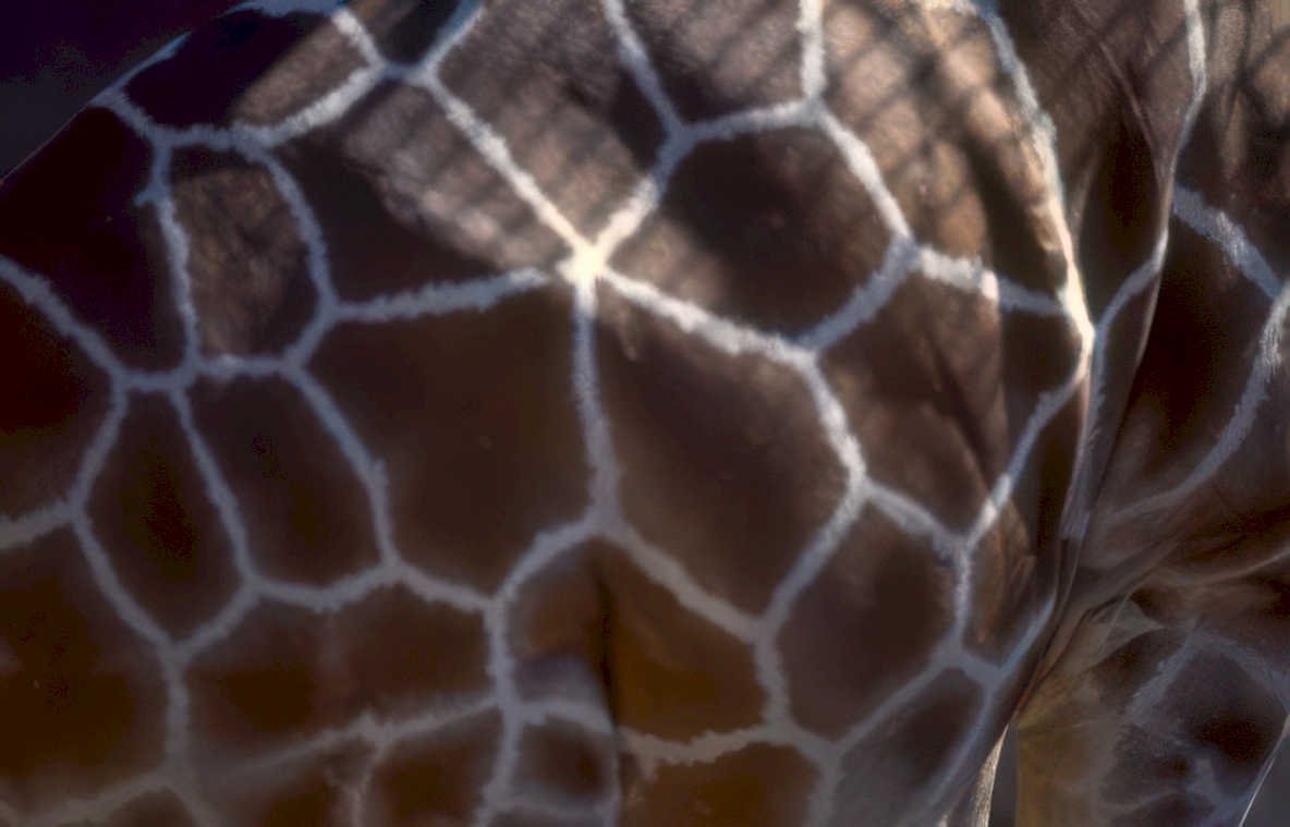 giraffe neck pattern 2 Vintage A4 Photo Print