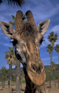 giraffe palm trees 1980s 1990s A4 Photo Print