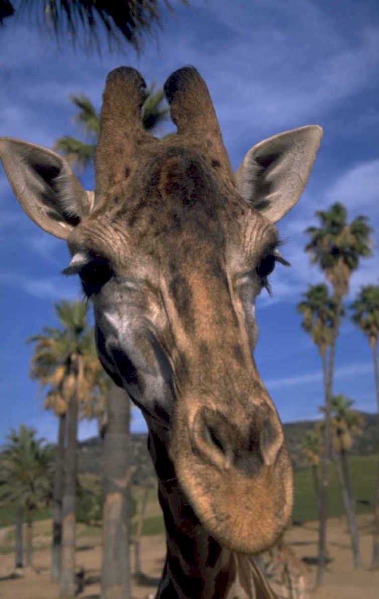 giraffe palm trees 1980s 1990s A4 Photo Print