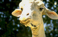giraffe portrait cream Vintage A4 Photo Print