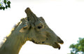 giraffe portrait sunny Vintage A4 Photo Print