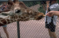 giraffe pretzel zoo Vintage A4 Photo Print