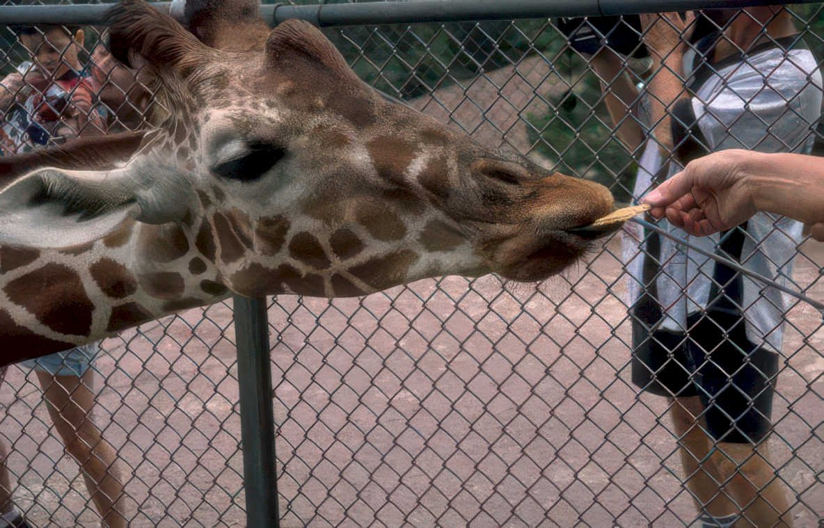 giraffe pretzel zoo Vintage A4 Photo Print