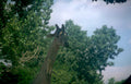 giraffe safari trees Vintage A4 Photo Print