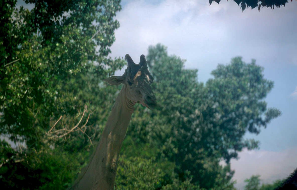 giraffe safari trees Vintage A4 Photo Print