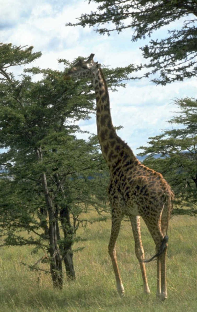 giraffe savanna acacia 1980s 1990s A4 Photo Print
