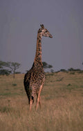 giraffe savanna golden 1980s 1990s A4 Photo Print