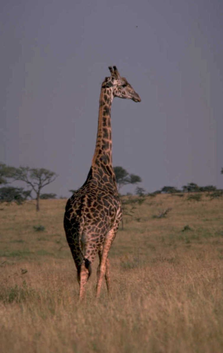 giraffe savanna golden 1980s 1990s A4 Photo Print