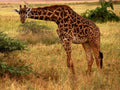 giraffe savanna grass1980s 1990s A4 Photo Print