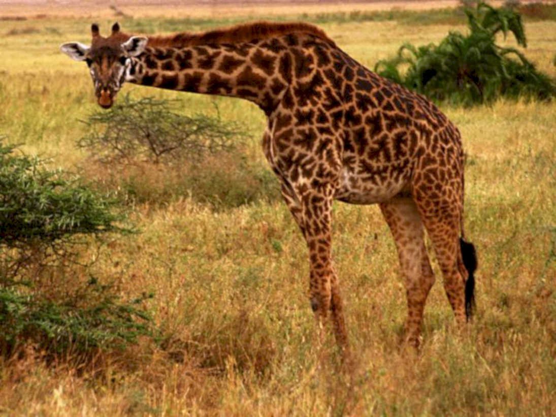 giraffe savanna grass1980s 1990s A4 Photo Print