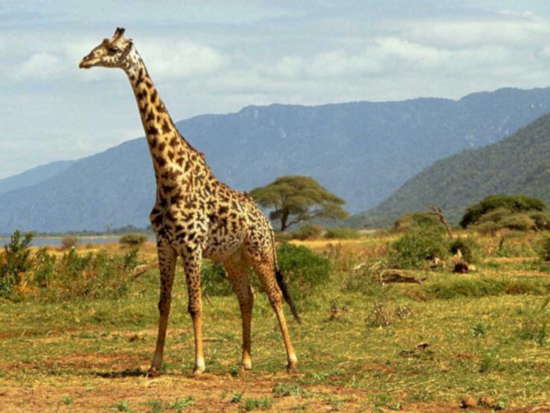 giraffe savanna meru1980s 1990s A4 Photo Print