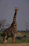 giraffe savanna purple 1980s 1990s A4 Photo Print