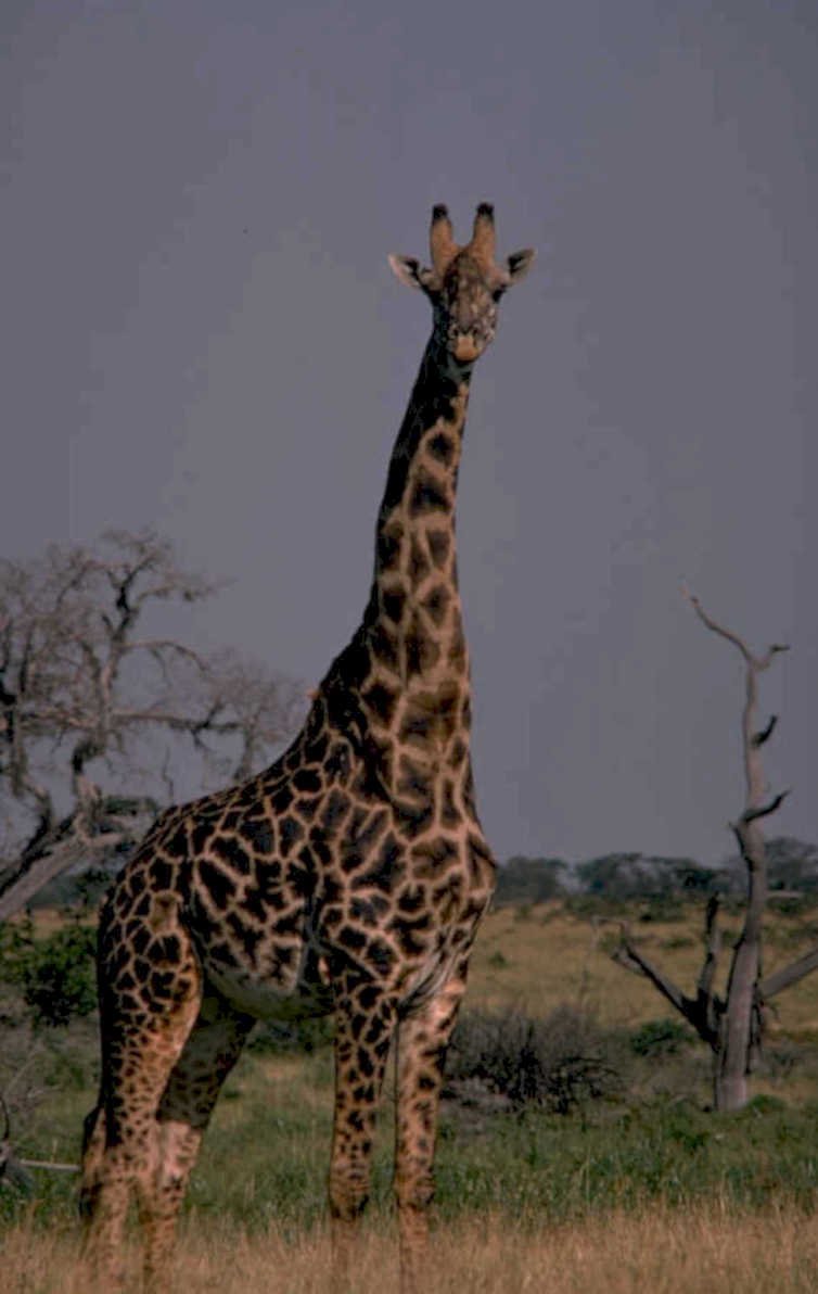 giraffe savanna purple 1980s 1990s A4 Photo Print