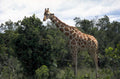 giraffe savanna wildlife 2 1980s 1990s A4 Photo Print