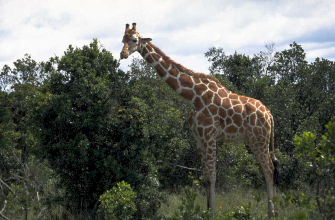 giraffe savanna wildlife 2 1980s 1990s A4 Photo Print