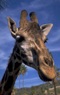 giraffe tongue sky 1980s 1990s A4 Photo Print