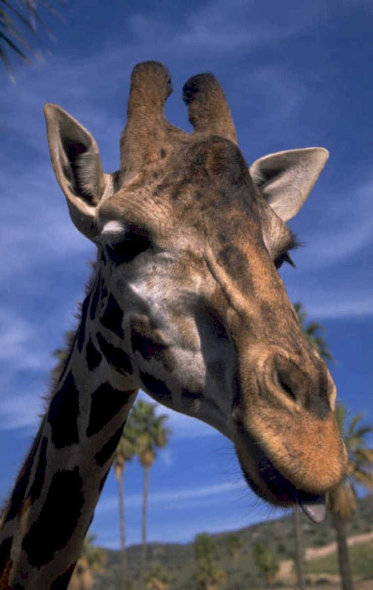 giraffe tongue sky 1980s 1990s A4 Photo Print