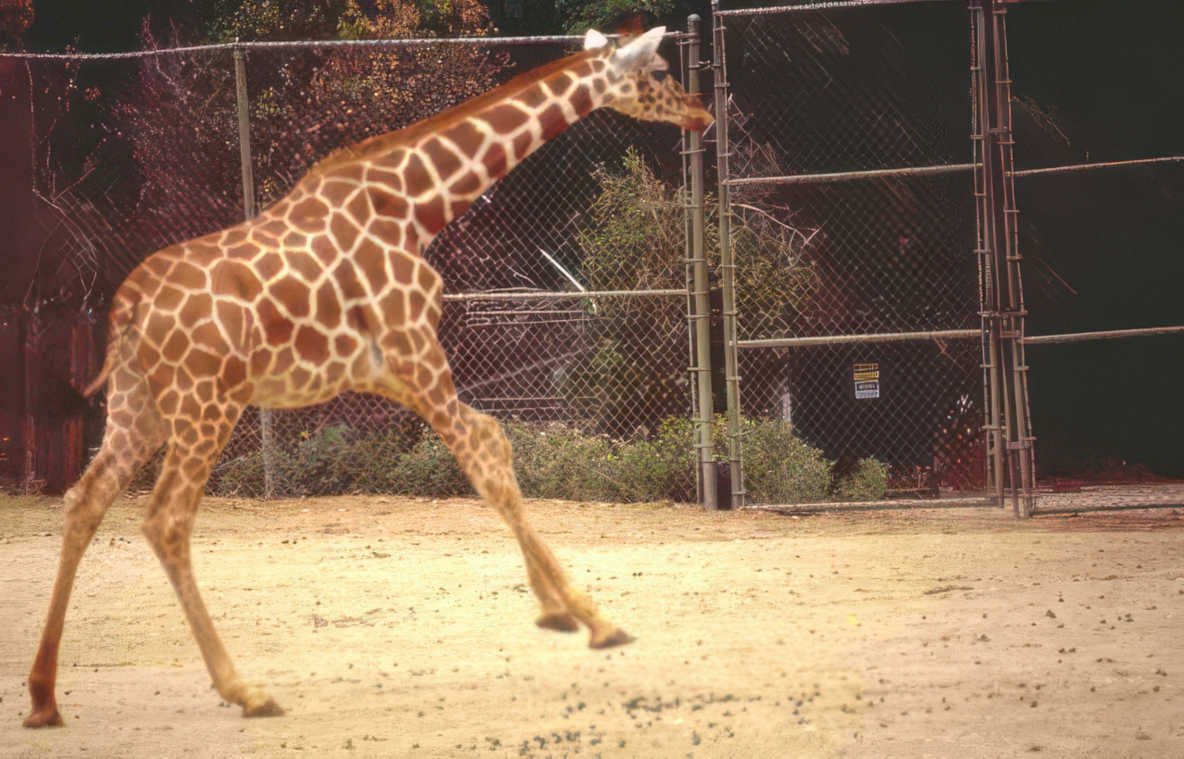 giraffe walking autumn Vintage A4 Photo Print