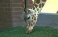 giraffe zoo grass Vintage A4 Photo Print