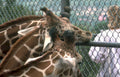giraffe zoo pattern Vintage A4 Photo Print
