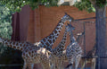 giraffes denver zoo Vintage A4 Photo Print