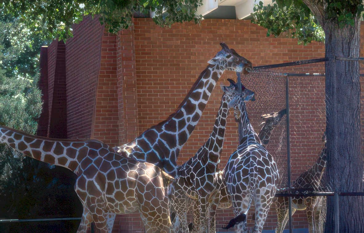 giraffes denver zoo Vintage A4 Photo Print