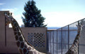 giraffes enclosure fence Vintage A4 Photo Print