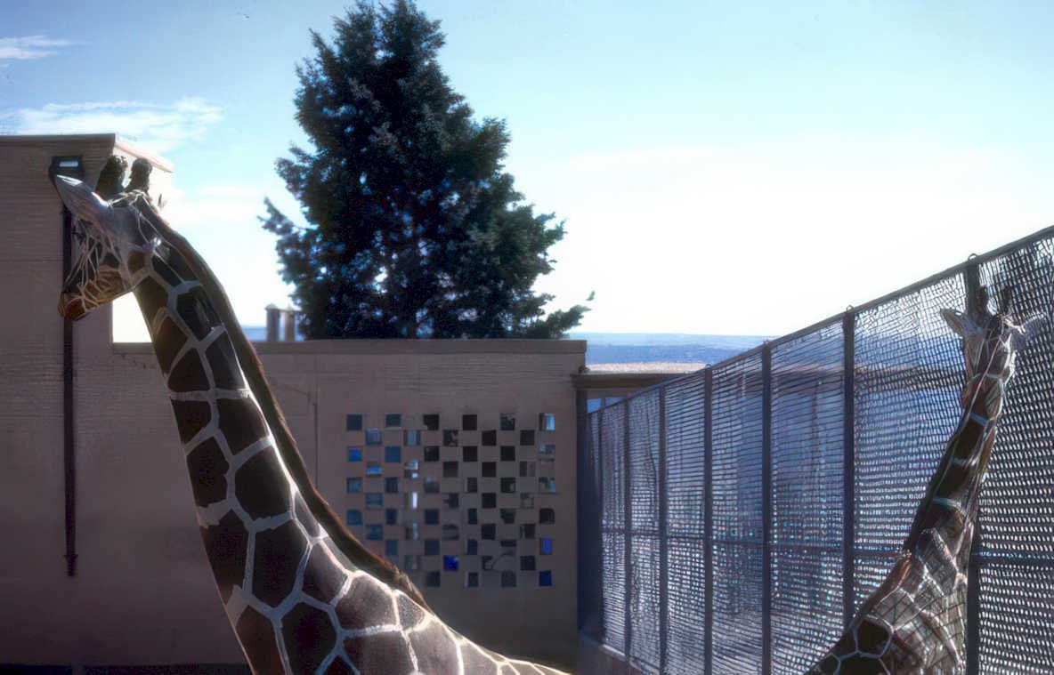 giraffes enclosure fence Vintage A4 Photo Print