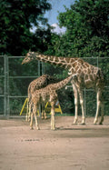 giraffes enclosure zoo Vintage A4 Photo Print